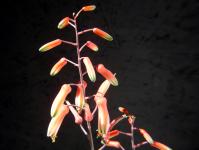 Thumbnail of 1931_Aloe Pink Blush_20170916(1).JPG